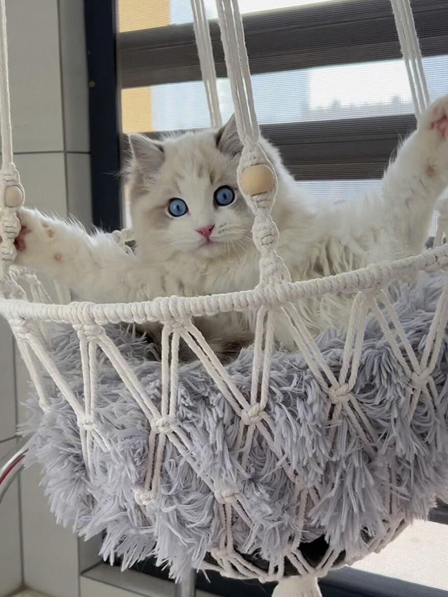 手作り猫ハンモックネストハンギングスイング織り猫ネストペット - Woven Wall Basket のレビューと価格